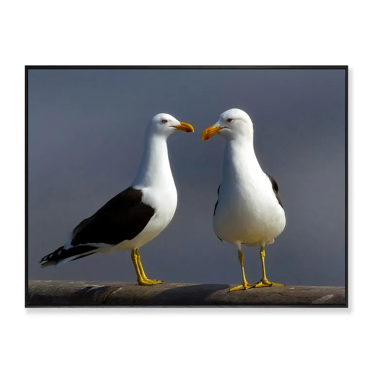 Gulls Framed Canvas Print 60x45